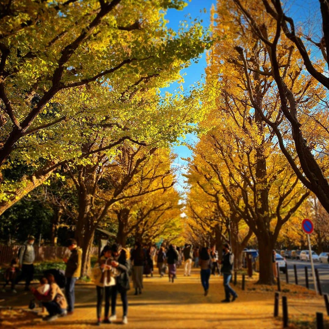 珠洲春希さんのインスタグラム写真 - (珠洲春希Instagram)「外苑前の銀杏。 何年か振りに見に行きました。 ぎりぎり、間に合いました。  青い空と、綺麗に剪定された銀杏の黄色がととっても綺麗です✨」12月2日 21時54分 - harukisuzu54