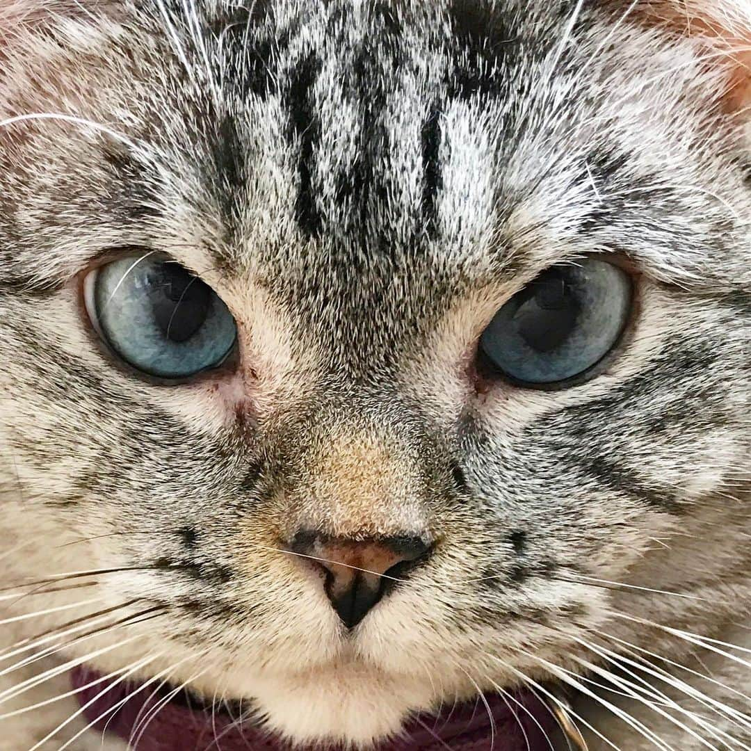 nala_catさんのインスタグラム写真 - (nala_catInstagram)「My grumpy face 😠 Caption this photo and I’ll pin my favorite captions 😽」12月2日 21時52分 - nala_cat