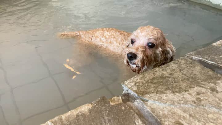 チャチャ丸のインスタグラム：「温泉へ🏃‍♂️ あ"あ"あ"〜!!!良い湯だ♨️ . . #風呂犬#温泉 #トイプードル #プードル＃poodle #toypoodle#dog#dogs #犬のいる暮らし#イコール #犬好きな人と繋がりたい」