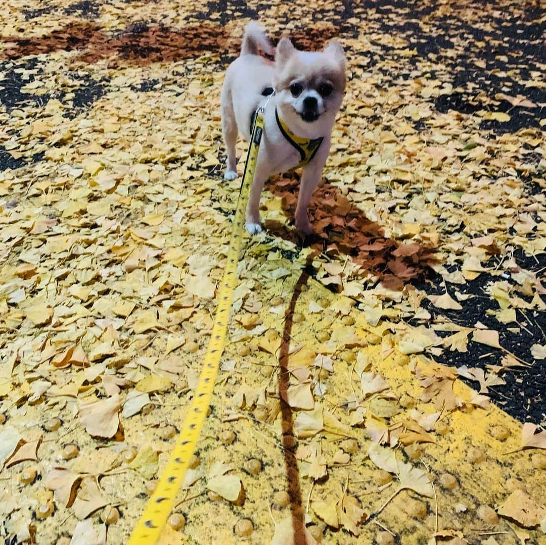 院長ヨモギダさんのインスタグラム写真 - (院長ヨモギダInstagram)「2020.12.02.(tue) 🍂 🍂 🎍年末年始休業のご案内🎍 🍂 年内は、12/29(火)までの営業となり 🍂 12/30(水)〜1/4(月)まで年末年始休業となります 🍂 新年は、1/5(火)から営業致します よろしくお願い致します 🍂 🍂 🍂  12月のご予約枠が埋まってきております🙇‍♂️🙇‍♀️ お早めにスケジュールをご確認の上お願い致します 1月分のご予約もHPにて受付中です! 🐕 🐕 🐕  #渋谷スポンジ  #美容鍼 #鍼灸 #マッサージ  #痩身 #ヘッドスパ #筋膜リリース 東京都渋谷区松濤1-28-6 麻生ビル2F☏‭0367127598‬ 定休日🌱木曜日 🍄ご予約はHP又はお電話で ‭www.shibuya-sponge.com‬ ⇧⇧⇧✨HPリニューアル✨ . . 🐕✨1ヶ月以内リピート常時500円OFF❗ 🐕✨初回の方にプチギフト進呈🎁 🐕✨Instagramフォロワー様に美容シートパックプレゼント🎁 . . . #美容鍼灸 #小顔 #美肌 #シミ #くすみ #ダイエット鍼 #腰痛 #肩こり #むくみ #乾燥肌 #肌荒れ  #たるみ #アンチエイジング  #リフトアップ #ツヤ肌 #偏頭痛  #眼精疲労 #骨盤調整 #姿勢改善 #猫背 #巻き肩 #アトピー性皮膚炎」12月2日 13時07分 - shibuya_sponge