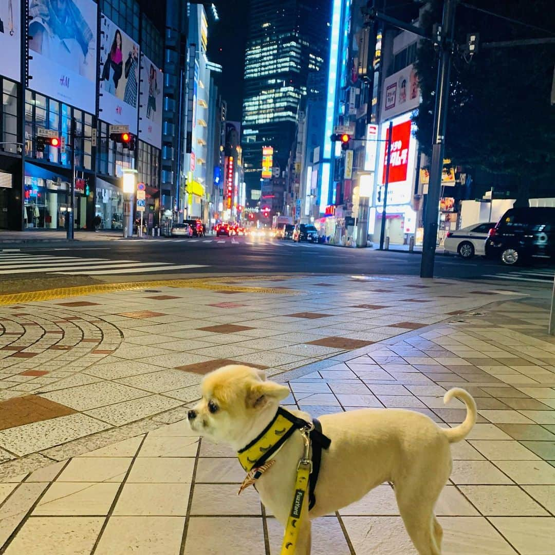 院長ヨモギダさんのインスタグラム写真 - (院長ヨモギダInstagram)「2020.12.02.(tue) 🍂 🍂 🎍年末年始休業のご案内🎍 🍂 年内は、12/29(火)までの営業となり 🍂 12/30(水)〜1/4(月)まで年末年始休業となります 🍂 新年は、1/5(火)から営業致します よろしくお願い致します 🍂 🍂 🍂  12月のご予約枠が埋まってきております🙇‍♂️🙇‍♀️ お早めにスケジュールをご確認の上お願い致します 1月分のご予約もHPにて受付中です! 🐕 🐕 🐕  #渋谷スポンジ  #美容鍼 #鍼灸 #マッサージ  #痩身 #ヘッドスパ #筋膜リリース 東京都渋谷区松濤1-28-6 麻生ビル2F☏‭0367127598‬ 定休日🌱木曜日 🍄ご予約はHP又はお電話で ‭www.shibuya-sponge.com‬ ⇧⇧⇧✨HPリニューアル✨ . . 🐕✨1ヶ月以内リピート常時500円OFF❗ 🐕✨初回の方にプチギフト進呈🎁 🐕✨Instagramフォロワー様に美容シートパックプレゼント🎁 . . . #美容鍼灸 #小顔 #美肌 #シミ #くすみ #ダイエット鍼 #腰痛 #肩こり #むくみ #乾燥肌 #肌荒れ  #たるみ #アンチエイジング  #リフトアップ #ツヤ肌 #偏頭痛  #眼精疲労 #骨盤調整 #姿勢改善 #猫背 #巻き肩 #アトピー性皮膚炎」12月2日 13時07分 - shibuya_sponge