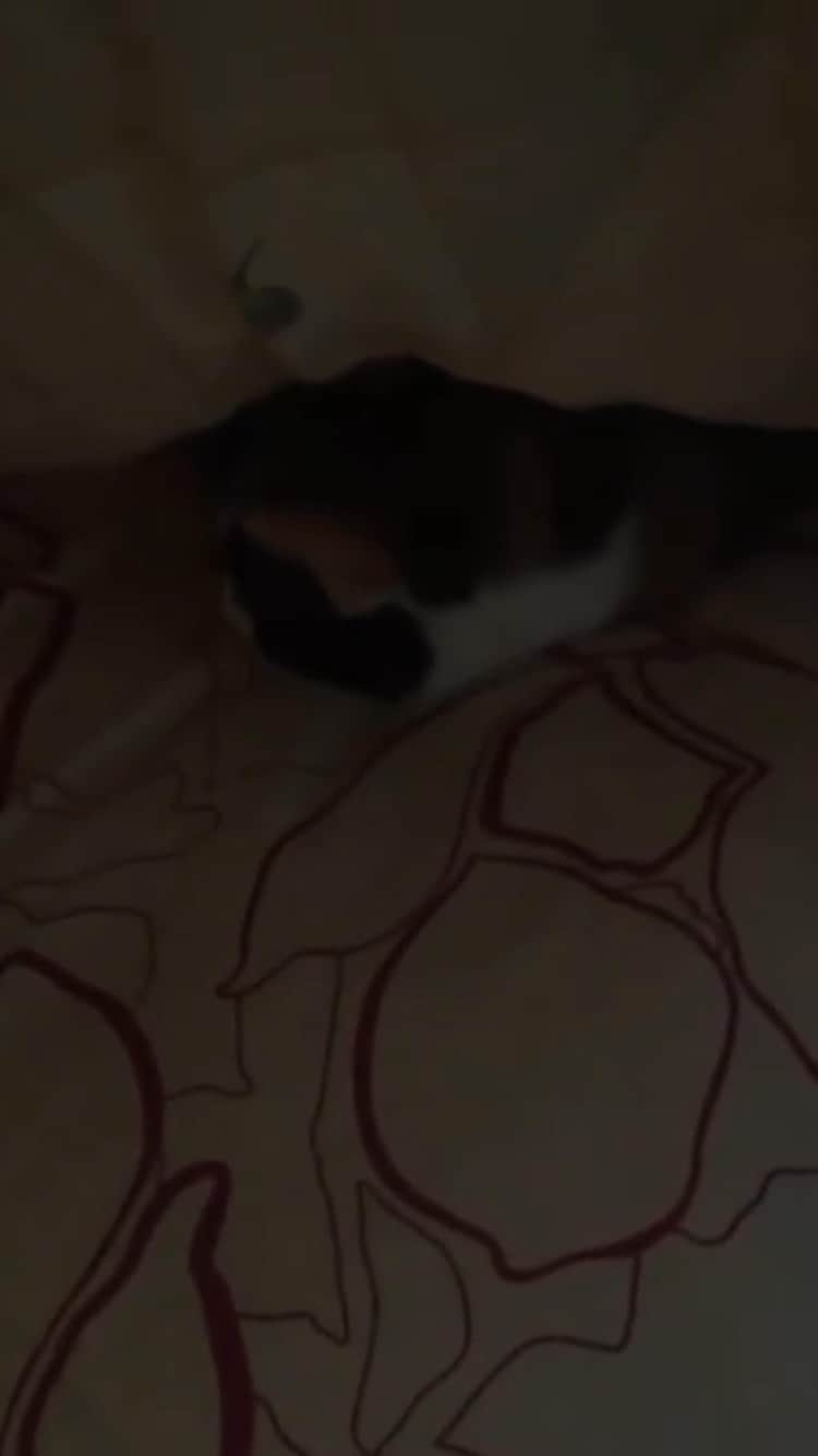 The Cats Of Instagramのインスタグラム：「#Repost • #COIVideoChallenge • @ganzkj Sleeping cat」