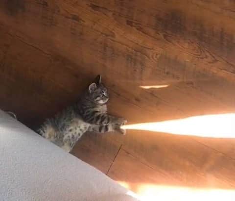 Aww Clubさんのインスタグラム写真 - (Aww ClubInstagram)「Kamehameha!⠀ ⠀ 📷 LisaTepes  TW⠀ ⠀ #meowed #DBZ #Kamehameha #tabby #tabbycat #sun」12月2日 14時00分 - meowed