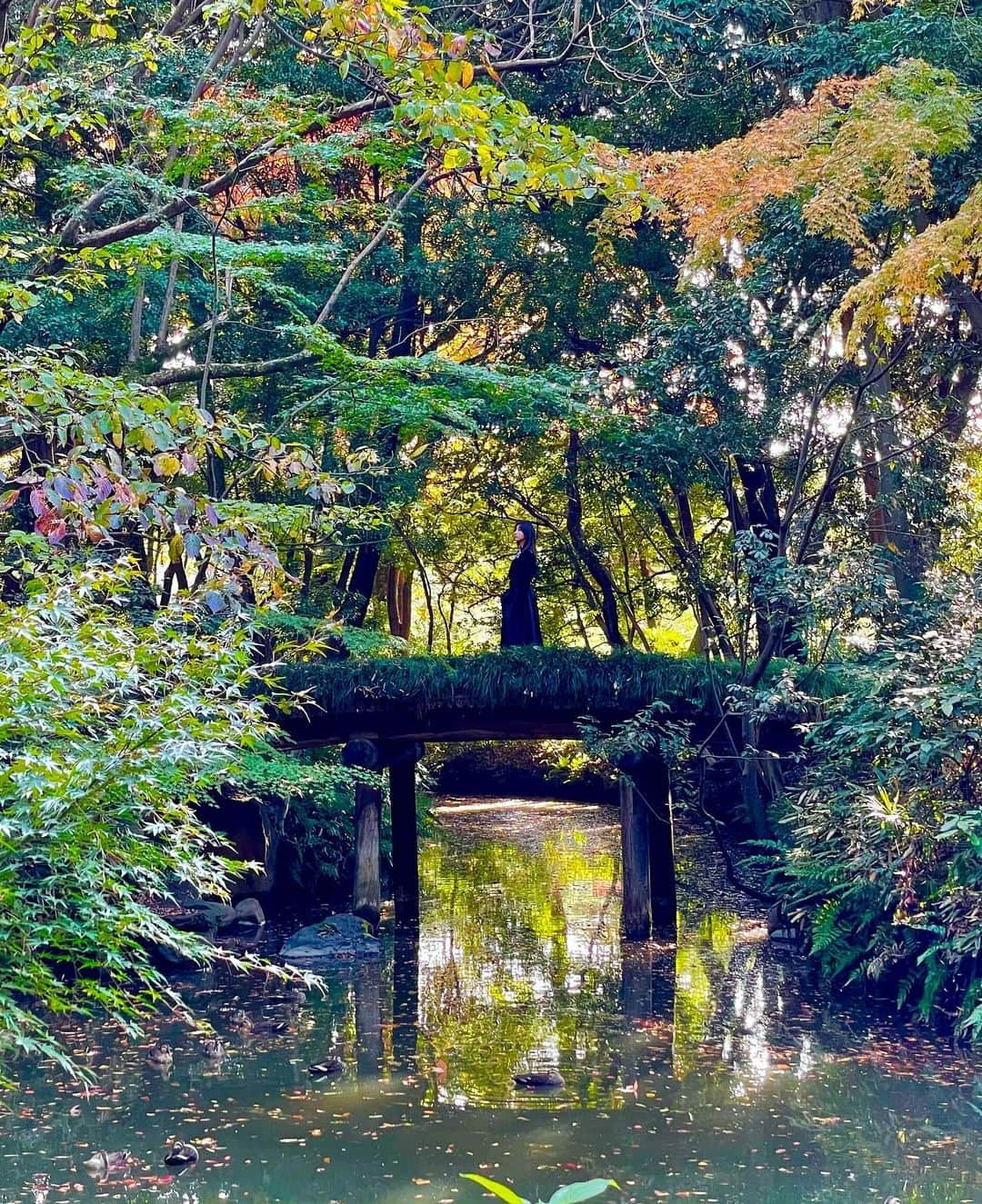 片山陽加さんのインスタグラム写真 - (片山陽加Instagram)「ちょっと前に観に行った紅葉🍁 大人になるにつれて自然が好きになる♡   #紅葉 #六義園」12月2日 14時20分 - haachandyoo