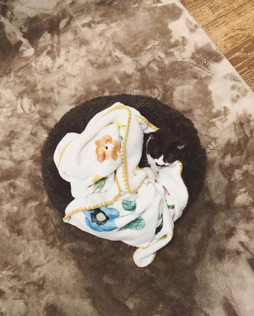 もじゃころのインスタグラム：「かわいいかわいいチョッチュ具志コロペッペちゃんが私の膝の上で寝てたんだけど（誤作動4枚目）、私が出かけなきゃいけないのでそっとモコモコのベッドに移してあげました🥺今夜は年に一度の例の儀式があるから今のうちにぐっすり寝ておくんだぞ🥺？  #チョッチュ具志コロペッペ」