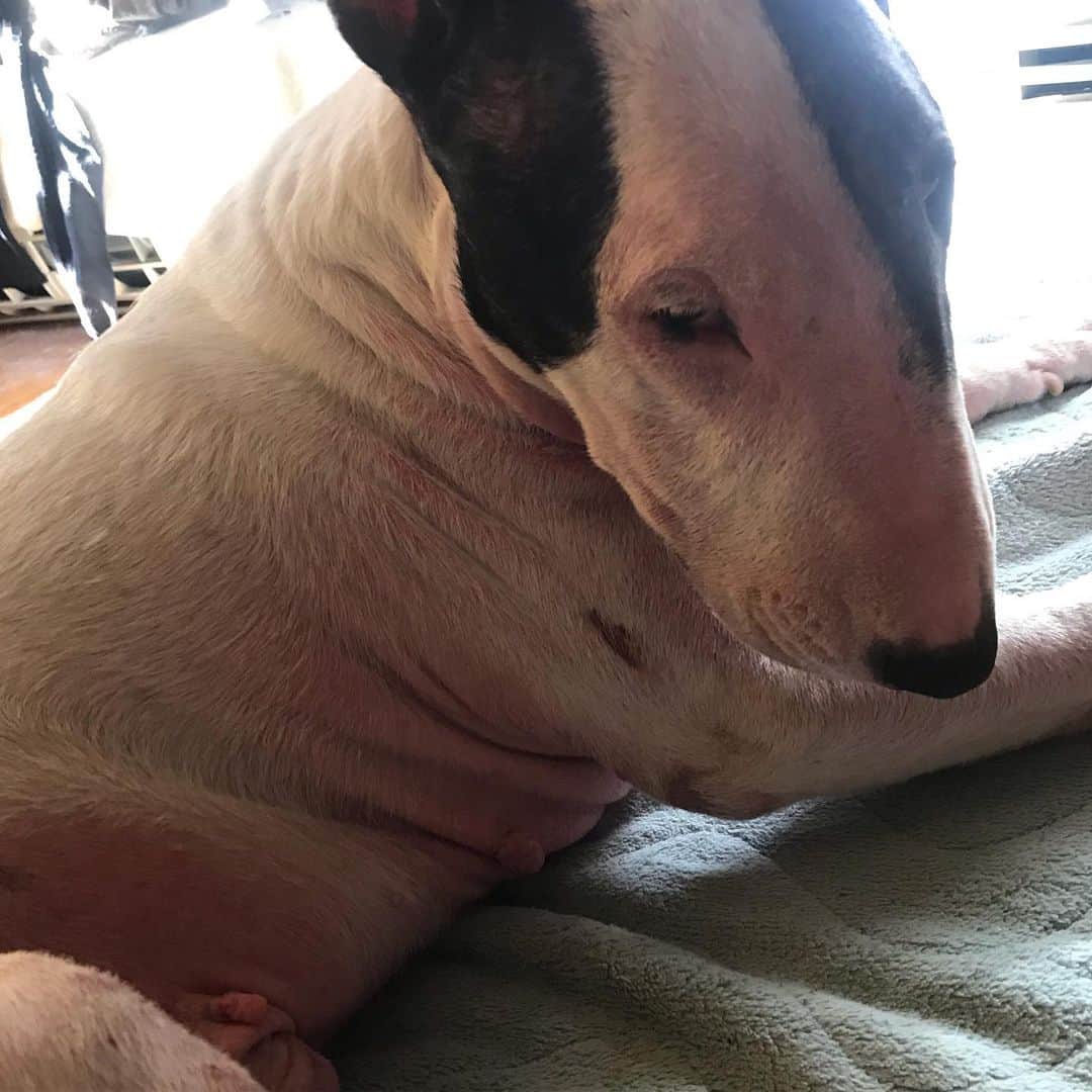 のインスタグラム：「#minituru#bull#terrier#minibullterrier#miniturubullterrier#dog#dogstagram#cute#qtaro#love#family#ミニチュア#ブルテリア#ミニチュアブルテリア#Q太郎」