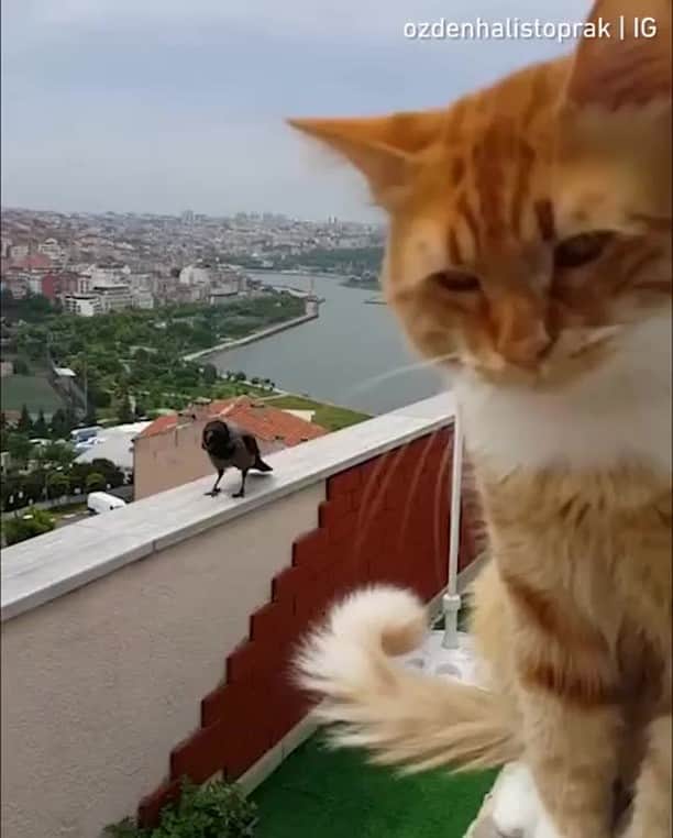 9GAGのインスタグラム