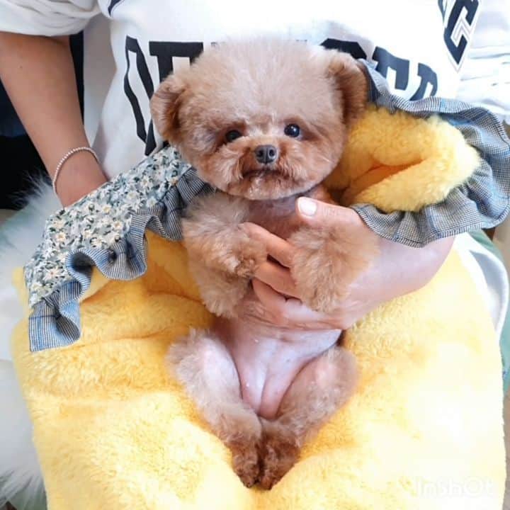 띠비비샤샤루루슈엘のインスタグラム