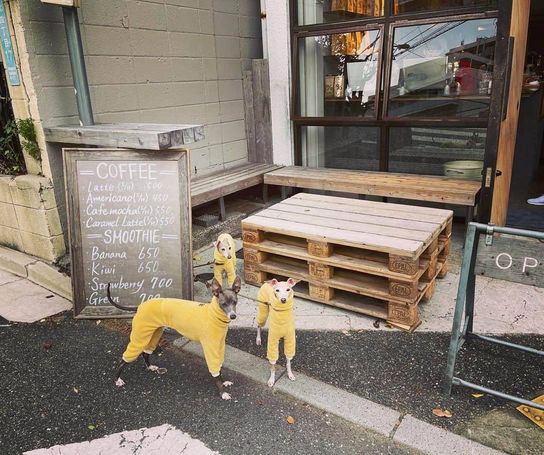 菅井悦子さんのインスタグラム写真 - (菅井悦子Instagram)「今年はひよこカラー🐤🐤🐤 か、かわいい…🥺 三匹もいると、着せるのがめんどくさくて去年は裸で冬のお散歩してたから、みんなブルっブル🥶寒かったよね…🙏  長年使ったリードも新調して、 （前のhunterのは5年近く使った！）みんなでお揃いに。 すごく気に入ってるんだけど、 絡まると誰がどれだが分からなくて、私も混乱😂  #イタグレ #iggy」12月2日 16時10分 - etsuko313