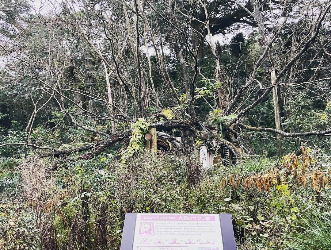 濱田将充さんのインスタグラム写真 - (濱田将充Instagram)「伊豆大島 波浮港 火口湖からできた港 あんこ椿は恋の花 カキハラ磯火山豆石 裏砂漠 泉津の切通し 天然記念物大島桜サクラッカブ  霧の裏砂漠は完全に異世界だった。」12月2日 16時11分 - masamichihamada