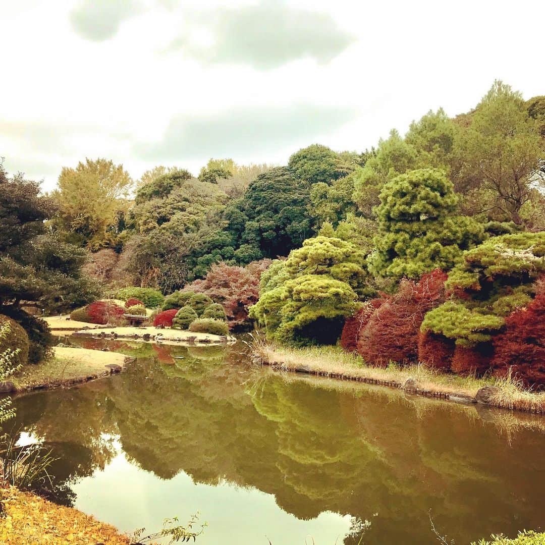 栗原まもるさんのインスタグラム写真 - (栗原まもるInstagram)「先週。 友達と小石川植物園へ。 独特な幹のヒマラヤスギや、ショクダイオオコンニャク、カエデ並木、日本庭園、まとまって生えてる変な笹？とか、ニュートンのリンゴ、メンデルの葡萄など。見所満載と見せかけて思ったより地味で思った以上に静かで思いもよらず癒される場所でした✨ 都会の中にいることを忘れるくらい自然を感じることができます。 ふかふかの枯れ葉の上を歩くのは楽しいですね✨ 大きい葉っぱも落ちてるし。 (大きい葉っぱが好き) 豆科の葉っぱは可愛い。 物凄く珍しくて貴重らしいのにめちゃくちゃ小さくて見つけにくく、うっかり自転車を停められてしまうような場所に咲いている花とか。 色んな植物がすごい気になるのに札には名前が書いてあるばかりで詳しい情報が一切書いてない素っ気なさとかw うすら寒いお天気でしたがなかなか楽しかったです。 猫もいました。 カフェで休んで、その日誕生日だった友達にケーキセットをごちそうし、 晩ご飯は近くのロシア料理屋でボルシチを。 美味しかったです✨」12月2日 16時33分 - kurimamo.jimlili