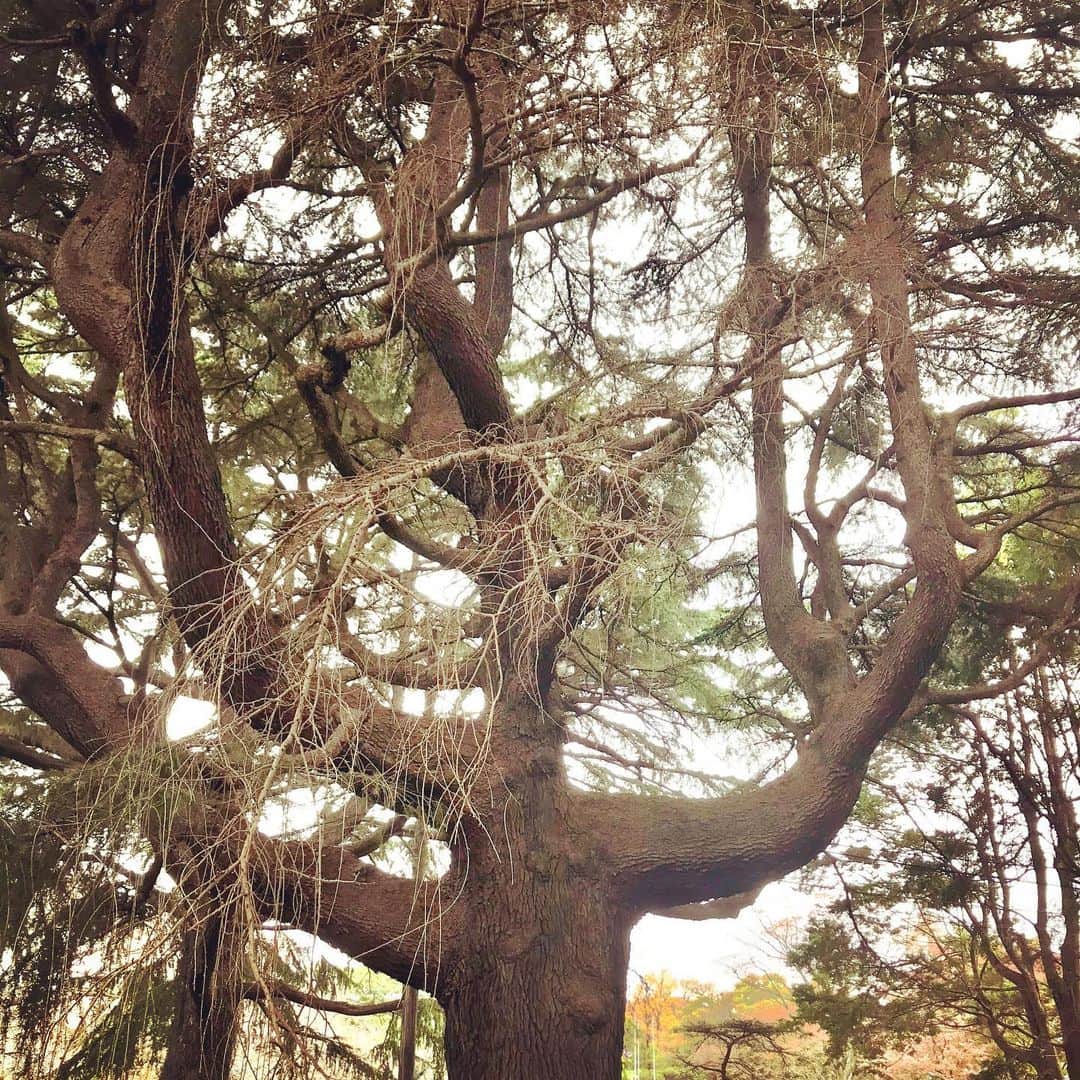 のインスタグラム：「先週。 友達と小石川植物園へ。 独特な幹のヒマラヤスギや、ショクダイオオコンニャク、カエデ並木、日本庭園、まとまって生えてる変な笹？とか、ニュートンのリンゴ、メンデルの葡萄など。見所満載と見せかけて思ったより地味で思った以上に静かで思いもよらず癒される場所でした✨ 都会の中にいることを忘れるくらい自然を感じることができます。 ふかふかの枯れ葉の上を歩くのは楽しいですね✨ 大きい葉っぱも落ちてるし。 (大きい葉っぱが好き) 豆科の葉っぱは可愛い。 物凄く珍しくて貴重らしいのにめちゃくちゃ小さくて見つけにくく、うっかり自転車を停められてしまうような場所に咲いている花とか。 色んな植物がすごい気になるのに札には名前が書いてあるばかりで詳しい情報が一切書いてない素っ気なさとかw うすら寒いお天気でしたがなかなか楽しかったです。 猫もいました。 カフェで休んで、その日誕生日だった友達にケーキセットをごちそうし、 晩ご飯は近くのロシア料理屋でボルシチを。 美味しかったです✨」
