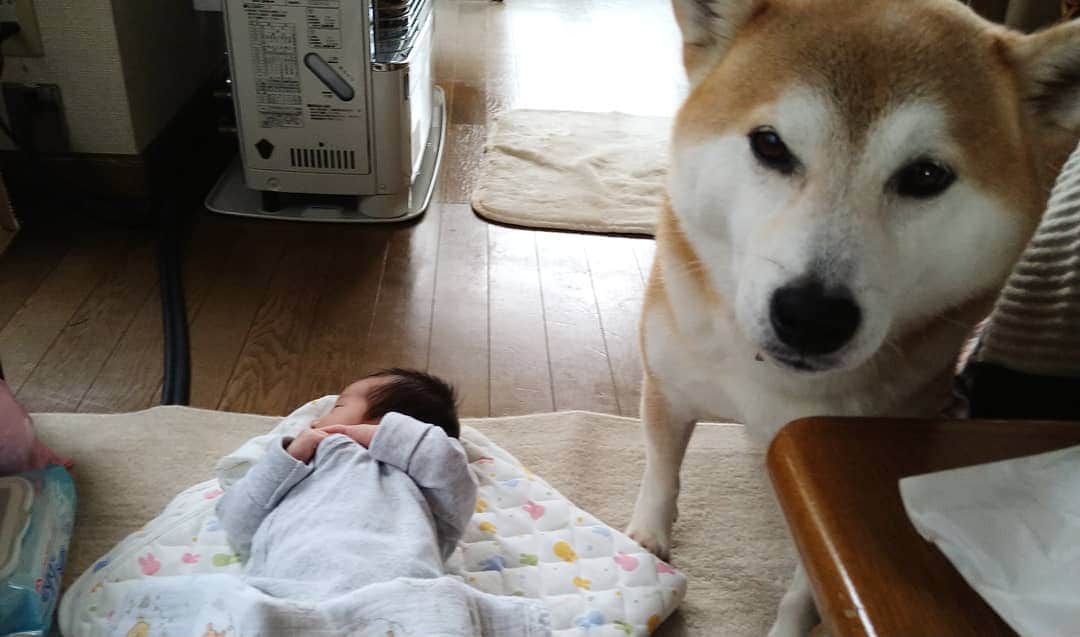 柴犬⭐️サスケのインスタグラム：「こんにちわん #柴犬 #柴北会 #赤柴#犬ら部 #ふわもこ部 #わんだフォ #いぬのいる生活 #いぬのいる暮らし #匂いチェック#💩#pecoいぬ部 #shibagram #shibastagram #🐶#🐶📷 #shibasnap」