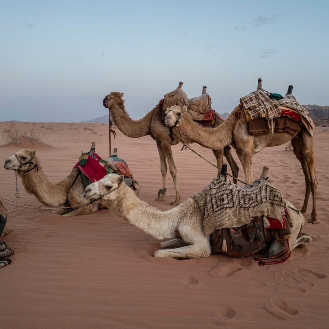 National Geographic Travelさんのインスタグラム写真 - (National Geographic TravelInstagram)「Photo by Muhammed Muheisen @mmuheisen / Camels rest on the sand of Wadi Rum, also known as the Valley of the Moon, cut into the sandstone and granite rock of southern Jordan. For more photos and videos from different parts of the world, follow me @mmuheisen and @mmuheisenpublic. #muhammedmuheisen #Jordan #الاردن #WadiRum」12月2日 16時39分 - natgeotravel