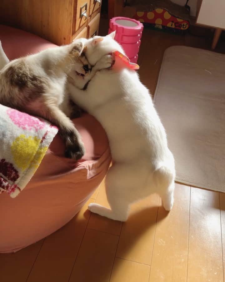 maimocotoのインスタグラム：「こっちゃんはこのピンクのベッドに誰かが寝ていると奪いたくなるみたい笑 いつも闘いを挑むけど、ことごとく奪えなくて笑っちゃうわ笑 ＊ ＊ 『ちー、コトちゃんなんかに負けるもんか！』 ＊ ＊ 『こんなに筋トレしてるのに、なんで勝てないのか不思議なの、あたち。。』 ＊ ＊ #全身筋肉のコト #コト奨菊 #コトとチコ #平和な昼下がり #ザビエル首輪」