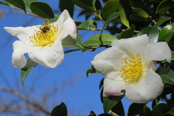 Soka Universityさんのインスタグラム写真 - (Soka UniversityInstagram)「Campus Seasonal Photos November ⑤ 丹木の歳時記　霜月五 ⑴ Camellia・椿(ツバキ) ⑵ Sasanqua・山茶花(サザンカ) ⑶ Sasanqua・山茶花 ⑷ Japanese silver leaf・石蕗(ツワブキ) ⑸ Fruits of heavenly bamboo・南天(ナンテン) ⑹ Idesia polycarpa・飯桐(イイギリ) ⑺ Coralberry・万両(マンリョウ) ⑻ Wild chrysanthemum・野紺菊(ノコンギク) ⑼ Comma butterfly・キタテハ ⑽ Narathura japonica・ムラサキシジミ #discoversoka #sodaigram #sokauniversity #hachioji #tokyo #campuslife #universitystudent #studentslife #naturefriendly #environmentfriendly #fourseasons2020 #november2020 #fallenleaves #autumn2020 #創価大学 #八王子 #キャンパス #大学 #環境 #環境に優しい #霜月 #11月 #四季 #勉学」12月2日 17時12分 - sokauniversity