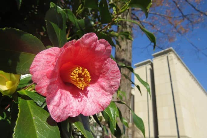 Soka Universityのインスタグラム