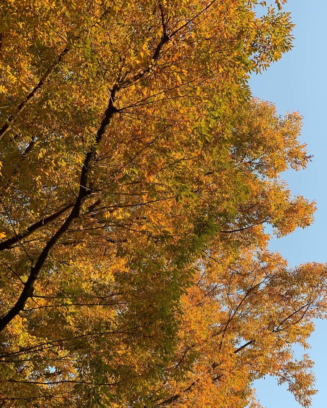 篠原理沙のインスタグラム：「2020.11.17🍁 #紅葉 #公園 #2020」