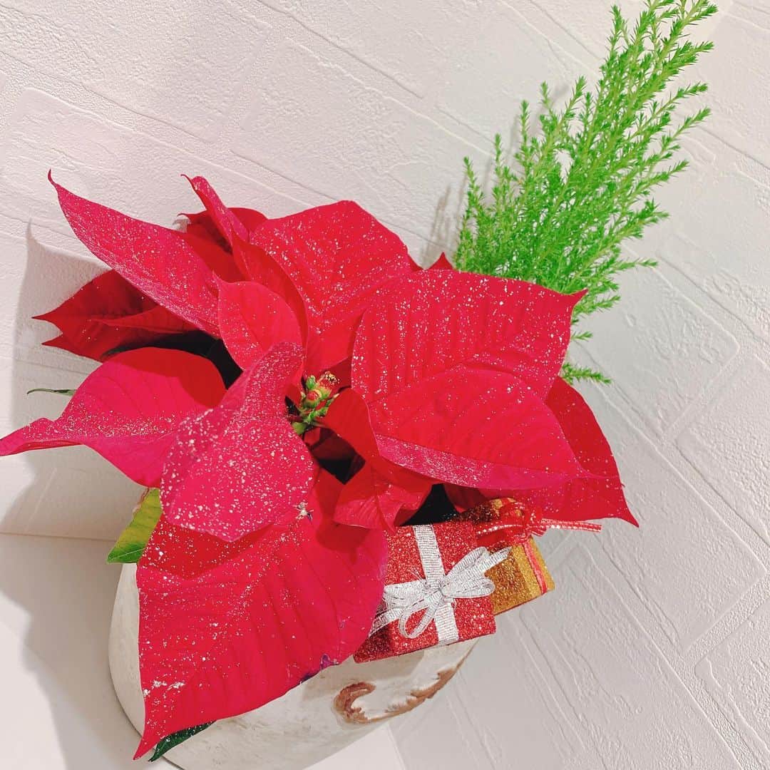 のインスタグラム：「．     クリスマスといえば… ポインセチア🎄 お部屋に飾っちゃった☃️🎶    お母さんとおそろいなの💕      みんなクリスマスなにする〜〜？？🧑‍🎄     ．」