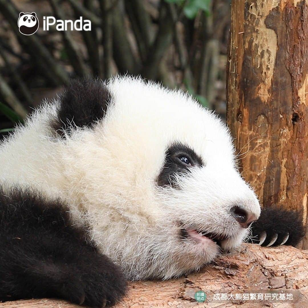 iPandaさんのインスタグラム写真 - (iPandaInstagram)「When I get up in the early morning, I always suffer from glassy eyes and can't focus at all. Can you feel me, man? (He Hua) 🐼 🐼 🐼 #Panda #iPanda #Cute #PandaPic #HowGiantPandasGrowUp」12月2日 17時30分 - ipandachannel