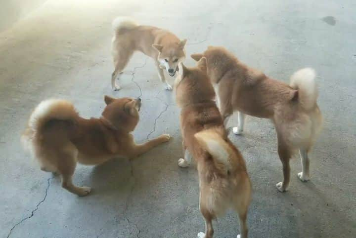 柴犬たま Shibainu Tamaのインスタグラム