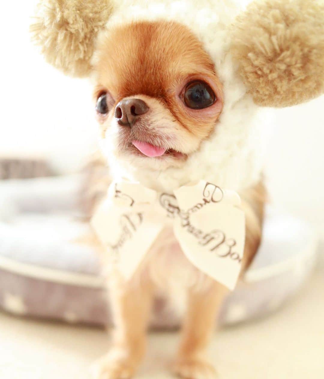 kayoのインスタグラム：「* * * くまさんニット帽 可愛いーー🧸❤️ * * @crazybooofficial  * * kulio❤️ * * #ニット帽 #クレイジーブー * #chihuahua#chihuahualove#dogstgram#dog#instadog#チワワ#チワワ大好き#チワワのいる暮らし * * *」