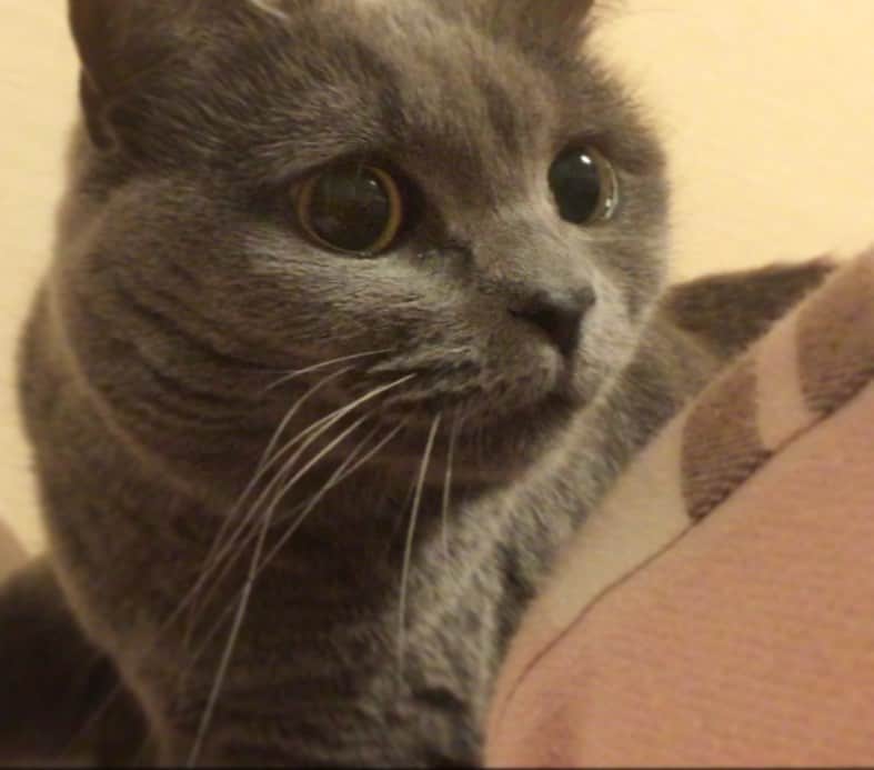 チキン南蛮カレーのルウ王子のグルメインスタ