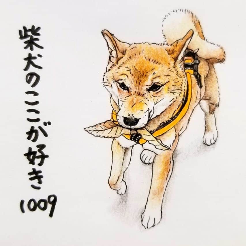 ハナとソラさんのインスタグラム写真 ハナとソラinstagram ここ柴部 柴犬のここが好きシリーズ1009 お散歩の時に 宝物を見つけるとこ 今日はこんなかっこいいの見つけたんだ 絶対持って帰る モデルは Duff Mina さんとこのダフくんです 柴犬のここ