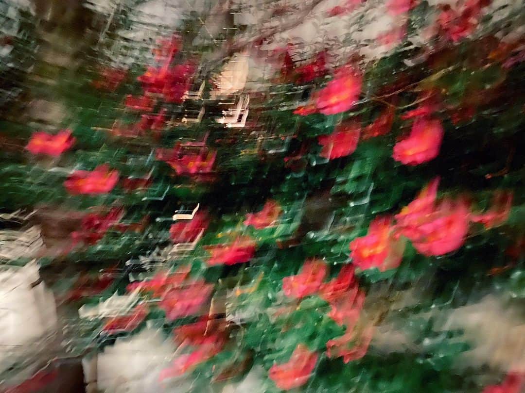 マエガミマミのインスタグラム：「歩きながら撮った赤い椿は、まるで絵画のようでした。こんな絨毯が欲しい。 赤い椿を見ると、倉橋ヨエコさんの『椿荘』と言う曲が毎度頭の中で流れはじめます。好きです」
