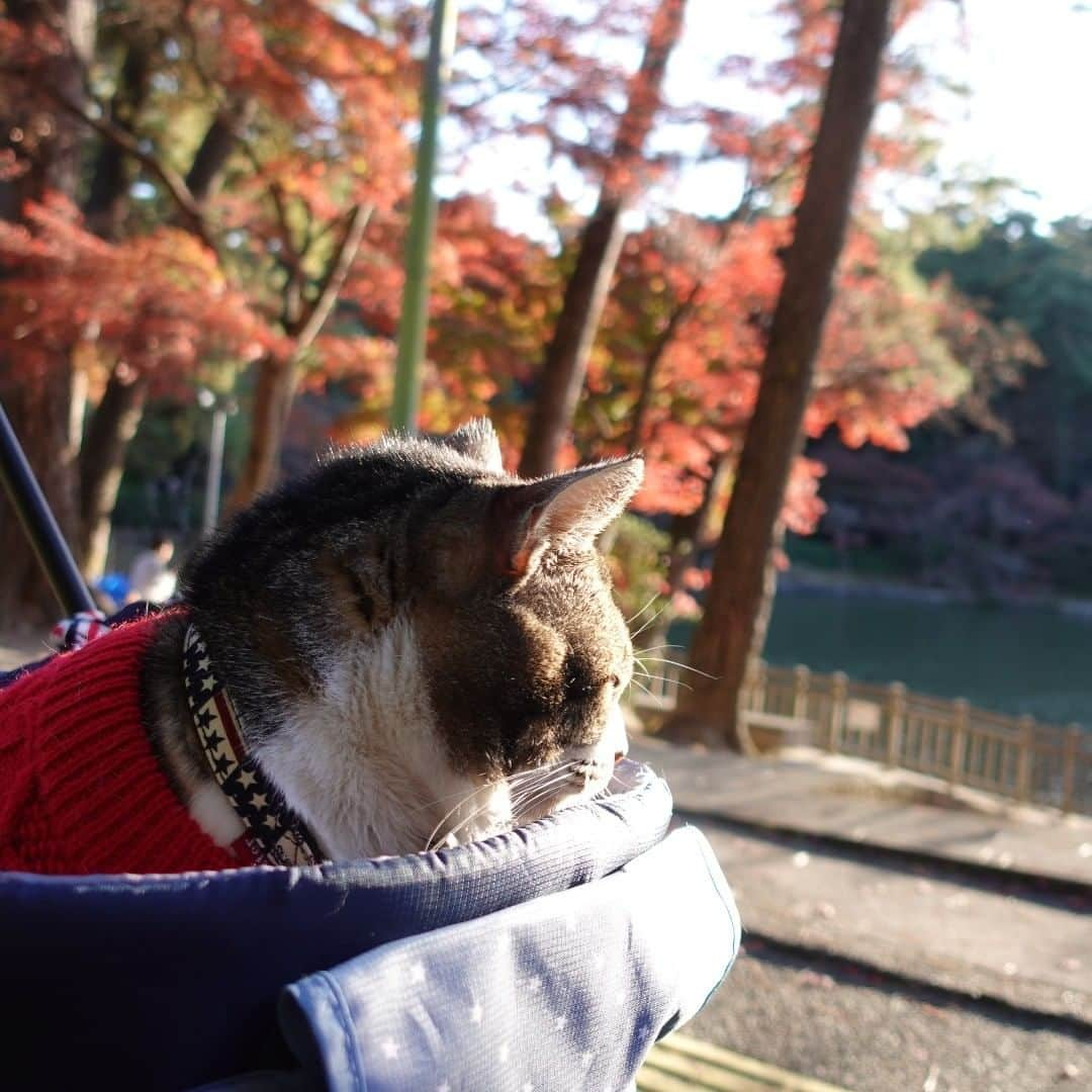 ネコのリキのインスタグラム：「公園へお散歩へ行ってきたよ！ 動画はただいま編集中🎬 明日公開予定なのでお楽しみに～🎵  #紅葉 #後ろ姿 #猫とおでかけ #リキちゃん #猫写真 #キジトラ #キジ猫 #キジ白 #猫のリキちゃん #リキちゃんねる #猫 #ねこ #ねこ部 #にゃんすたぐらむ #にゃんこ #にゃんだふるライフ #ふわもこ部 #ネコ #ねこのいる生活 #YouTubeで毎日動画配信中 #リキちゃんねるで検索してね #catstagram #instacat #catoftheday #ilovemycat #ねこのきもち #ペコねこ部 #エウレカねこ部 #ねこにすと #peppyフォト部」