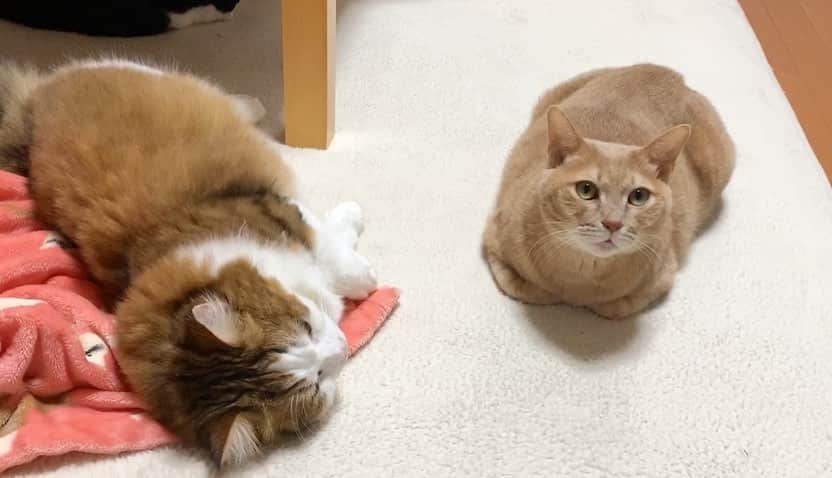 ひのき猫さんのインスタグラム写真 - (ひのき猫Instagram)「近くない？  そして何か言いたげな…(笑)  シャーはされませんでした。」12月2日 18時51分 - hinoki.cute.kitten