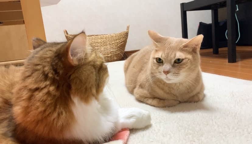 ひのき猫さんのインスタグラム写真 - (ひのき猫Instagram)「近くない？  そして何か言いたげな…(笑)  シャーはされませんでした。」12月2日 18時51分 - hinoki.cute.kitten