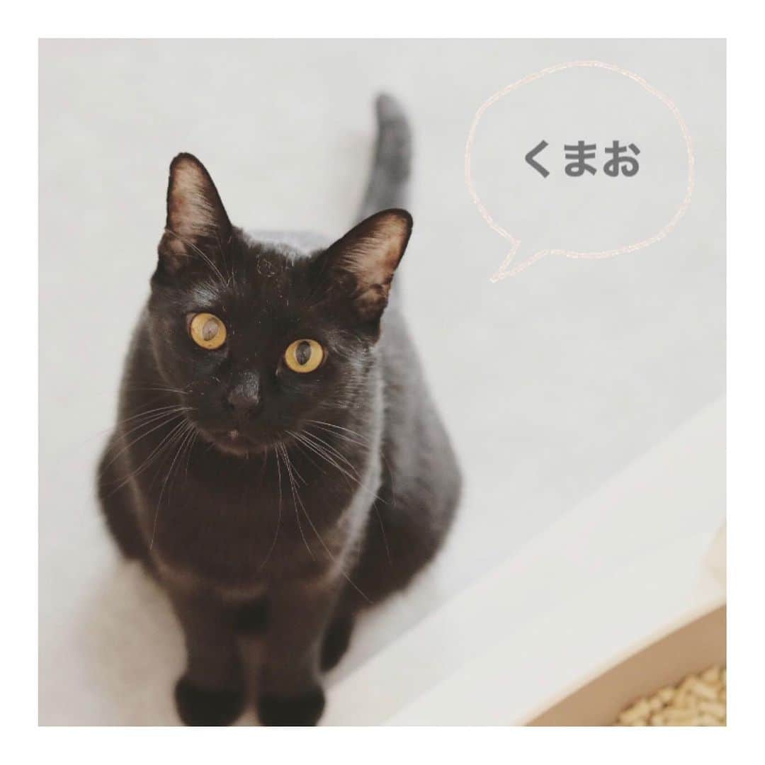 こむぎのインスタグラム：「* 昨日はほしいものリストにご協力いただきありがとうございました〜😭 少し早めの猫達へのクリスマスプレゼント🎄✨ ちゅーるは主にサプリや投薬用だけどオヤツにもあげたいと思います😭🙏🏻✨  さてさて！11月はうさぎちゃんが預かりさんの元へ！ くろとまがりが里親さんの元へトライアルへ出発して、現場は残り3匹に…！！ くまお、しし、かもめ、最後の最後になっちゃってごめんね😭😭😭 頭数が少なくて残っている子たちはどこか寂しげ…😢 年内にはみんなこの場所から脱出させてあげたいと思っています🙇🏻  猫たちの詳細を載せているアカウントの方も、少しずつリニューアルしています🙇🏻 動画なども作ってみたので良ければご覧いただけると嬉しいです🤗 → @comugineko  里親希望さん、そして預かりボランティア希望の方からのご連絡お待ちしておりますー🙏🏻🎄✨  みんなの元にあたたかいお家とサンタさんがやってきますように🎅🏠🎁✨  #岐阜多頭崩壊レスキュー  #里親募集 #里親募集中 #預かりボランティア募集中」