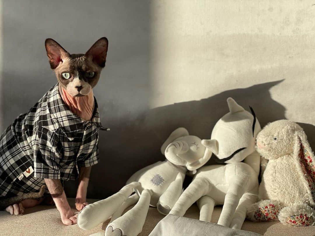 セリーナ・ジェイドのインスタグラム：「Dobbys such a little poser」