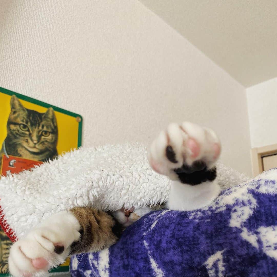 野本かりあのインスタグラム：「ぶお〜ん🐈‍⬛ 先日実家に預けた時に、お父さんが買ってくれたベッド。 （´-`）.｡oO（私が買ってあげたフカフカベッド、未だに触りもしないのに😭） ルカはお父さんからの愛情を汲み取ったかな。 #lukarly #にゃんすたぐらむ #catsofinstagram」