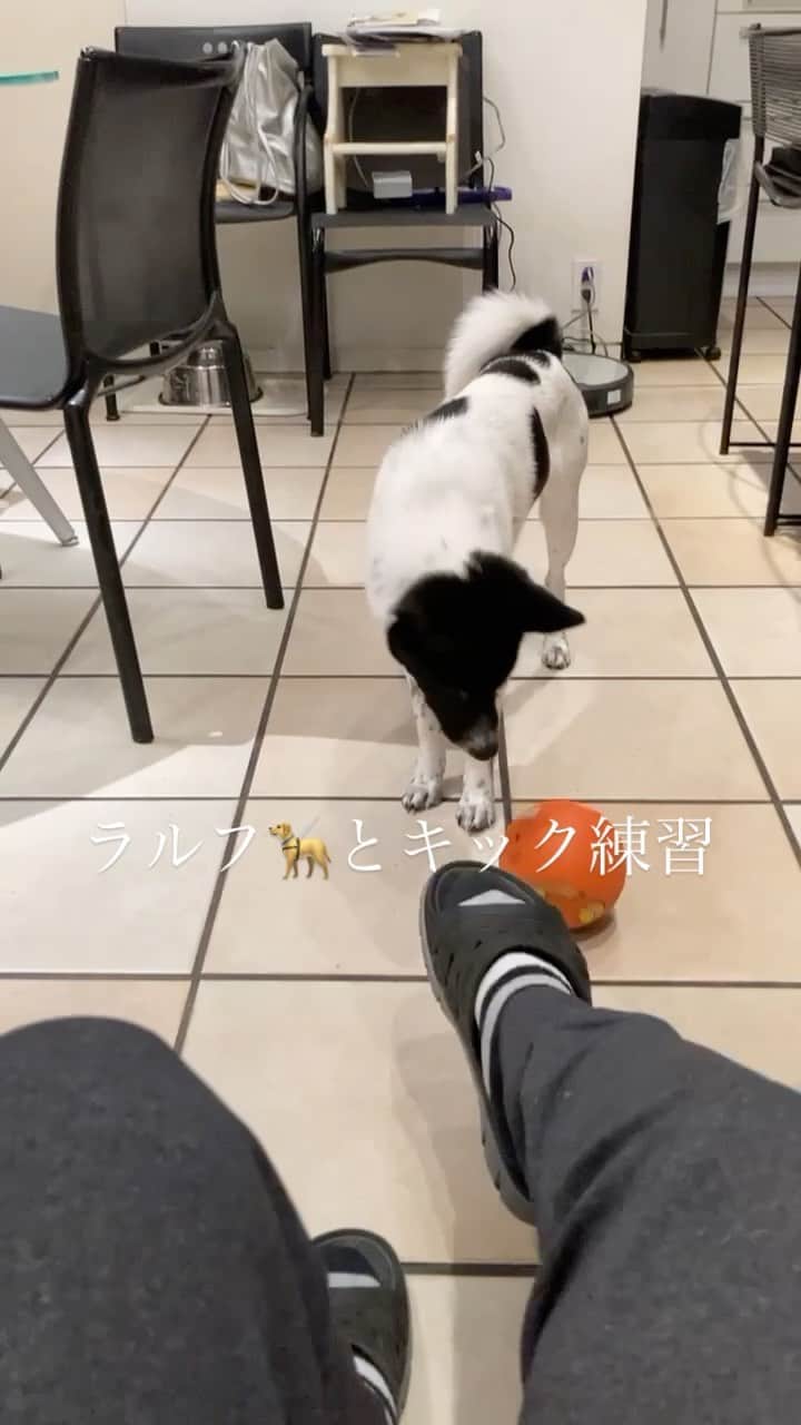 君島良夫のインスタグラム：「ラルフとキック練習😏」