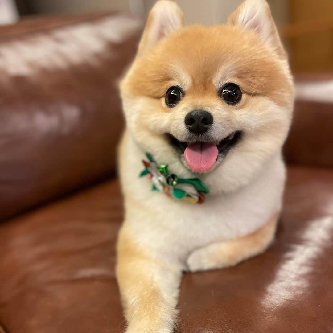 HIROKAZさんのインスタグラム写真 - (HIROKAZInstagram)「カットした。かわいい🐻 クリスマスっぽいのついてた🎄  #ポメラニアン #pomeranian」12月2日 19時35分 - hirokaz04ls