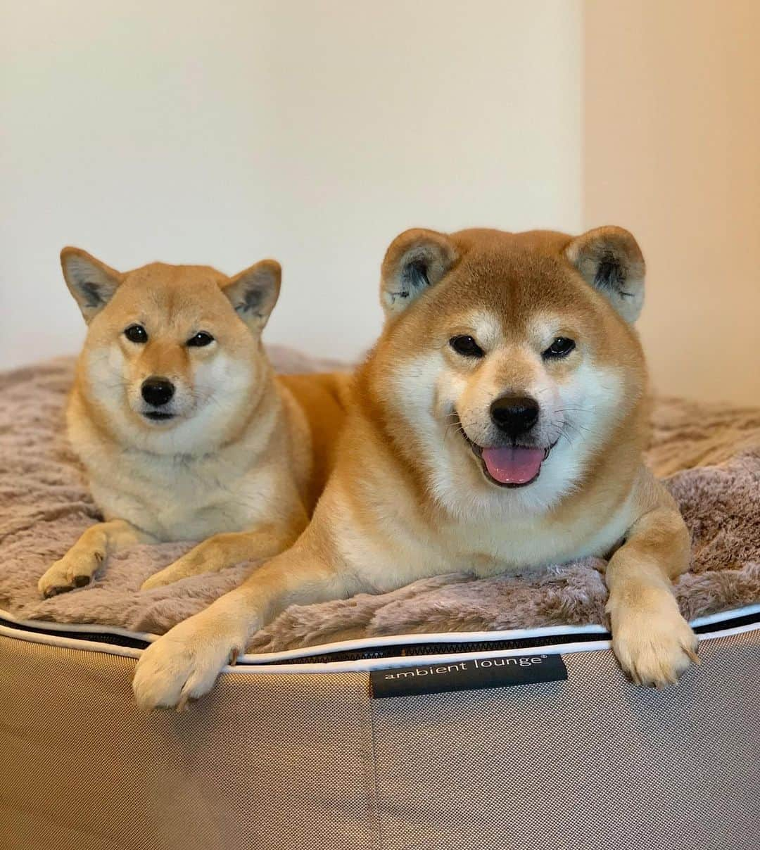 shibainu berryさんのインスタグラム写真 - (shibainu berryInstagram)「New bed🐻🦊✨ 新しいベッド届いた〜✨いい感じ😌 これお犬様用やけどおかんもこれで寝たい😍 @ambient_lounge_japan #ambientlounge #アンビエントラウンジ #ペットラウンジ#PR #❤️迷子犬の掲示板四国 @maigo_dog_shikoku #めざせ迷子犬ゼロ👌 #柴犬 #べりやん #べりむく #多頭飼い #徳島 #berry #shiba #shibainu  #shibainumania #shibastagram #instashiba #ぷにっと部 #口角キュキュッと部  #チーム俺様 →部員絶賛募集中 #shiba_snap #proudshibas #instagramjapan #ふわもこ部 #pecoいぬ部 #pecotv #buzzfeedanimals #dogsofinstagram #9gag  @9gag @barked」12月2日 19時30分 - shibainu.berry