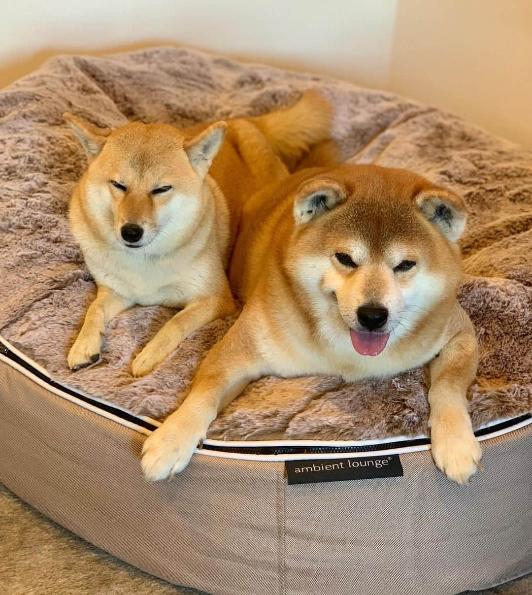 shibainu berryさんのインスタグラム写真 - (shibainu berryInstagram)「New bed🐻🦊✨ 新しいベッド届いた〜✨いい感じ😌 これお犬様用やけどおかんもこれで寝たい😍 @ambient_lounge_japan #ambientlounge #アンビエントラウンジ #ペットラウンジ#PR #❤️迷子犬の掲示板四国 @maigo_dog_shikoku #めざせ迷子犬ゼロ👌 #柴犬 #べりやん #べりむく #多頭飼い #徳島 #berry #shiba #shibainu  #shibainumania #shibastagram #instashiba #ぷにっと部 #口角キュキュッと部  #チーム俺様 →部員絶賛募集中 #shiba_snap #proudshibas #instagramjapan #ふわもこ部 #pecoいぬ部 #pecotv #buzzfeedanimals #dogsofinstagram #9gag  @9gag @barked」12月2日 19時30分 - shibainu.berry