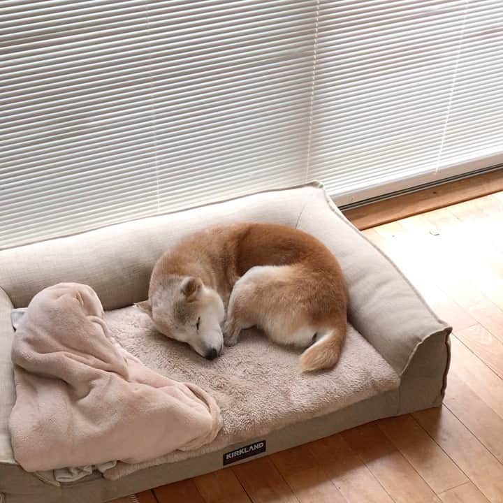 柴犬リリコのインスタグラム：「アンニュイなリリコさん🐶 母さん帰宅するも歓迎の舞がない時もあるのです😅 #塩対応 #眠いんです #寒いんです #気圧が低いんです」