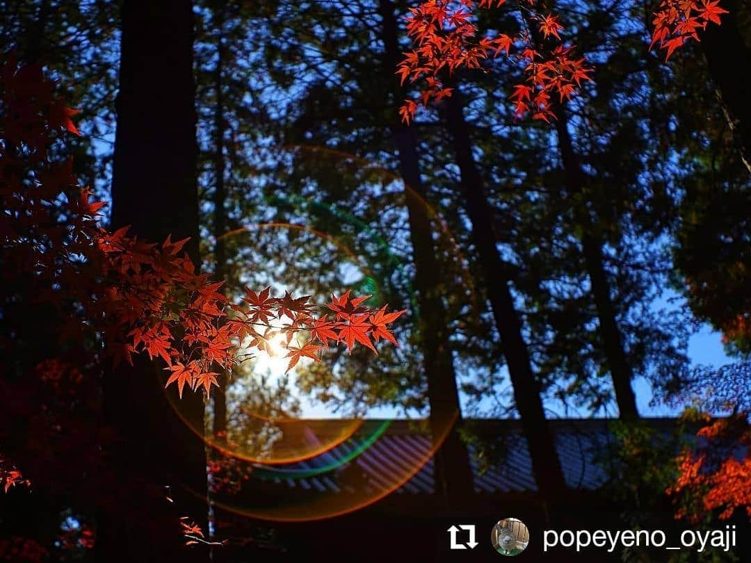 カメラのキタムラさんのインスタグラム写真 - (カメラのキタムラInstagram)「#Repost @popeyeno_oyaji • • • • • • 曹源寺  . . オールドレンズで紅葉の曹源寺 . . 40年前のフイルムカメラ用のレンズを使って📷 良い光りの角度を探しながら シャッターを切るのが好きです！ 今年は綺麗な曹源寺を見れました😊 . . . . . . . . . . . . . . スーパータクマー35mm . . 「岡山へ行こう」プロジェクト参加中！ . 岡山よ魅力を発信 #岡山へ行こう  入れて投稿しましょう . . . .  撮影場所　岡山県岡山市 撮影日　　2020.11.30  . .  #sumasumatai_love  #岡山カメラ部  #カメラ好きな人と繋がりたい  #私の花の写真  #キタムラ写真投稿  #tokyocameraclub  #setouchigram98 #はなまっぷ  #瀬戸内カメラ部  #じゃらん花畑  #colore_de_saison  #オールドレンズに恋をした  #来んちゃい岡山  #はなまっぷの楽しいお写んぽ教室 #bestphoto_japan  #saison_su2019  #japan_photogroup  #japan_daytime_view  #great_colorshotz  #saison_au2019  #ほっとするひととき_jt #setouchigram99  #art_of_japan_  #せとうち倶楽部　 #japan_bestpic_  #great_myshotz  #special_spot_ #世界に誇れ_これが私の瀬戸内風景」12月2日 19時42分 - camera_kitamura