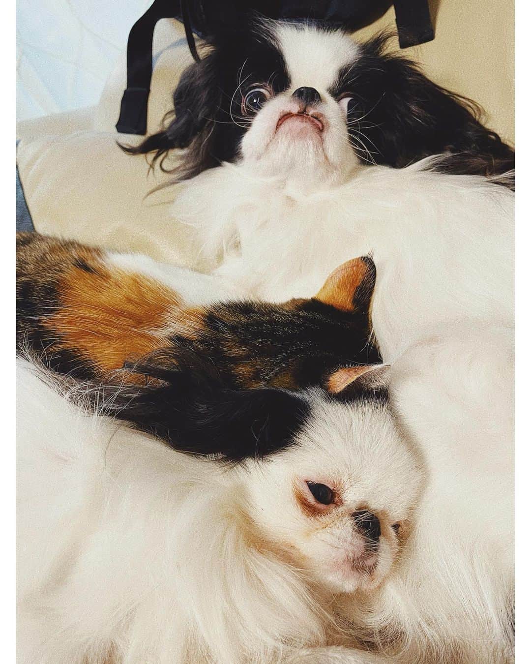 juntowaのインスタグラム：「いまだに赤ちゃんやめられない猫。#無い乳#吸ってる」