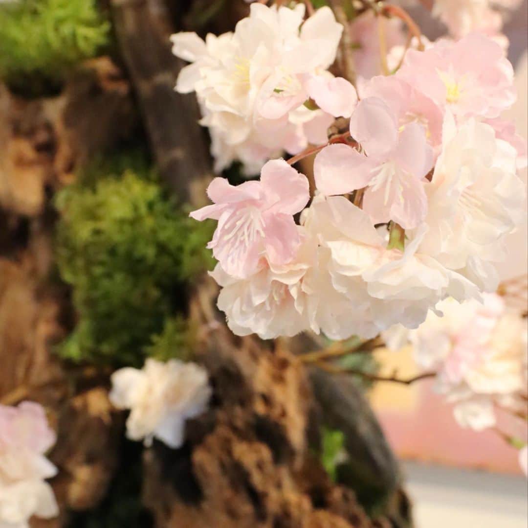 横浜ディスプレイミュージアムさんのインスタグラム写真 - (横浜ディスプレイミュージアムInstagram)「🌸横浜ディスプレイミュージアム2021Spring 特集🌸  「日本一早いお花見、しませんか？」  横浜ディスプレイミュージアムでは、どこよりも早くアーティフィシャルフラワーの桜をお手に取っていただけます🌟 大ぶりなアレンジにおすすめの枝物もお取り扱いしております。  春シーズンに向けて在庫もたっぷりとご用意しておりますよ♪ ひと足もふた足も早いですが、ぜひこの機会にお試しください！  #横浜ディスプレイミュージアム #株式会社ポピー #横浜 #ディスプレイ#アーティフィシャルフラワー #フラワーアレンジメント #フラワーデザイン #インテリア雑貨 #インテリア#インテリアコーディネート#スタイリスト#装飾#デコレーション#花のある暮らし #花好きな人と繋がりたい #コサージュ  #桜 #cherryblossom #display #yokohama  #flowerarrangement #interiordesign #artficialflower #flowerstagram」12月2日 20時02分 - yokohamadisplaymuseum