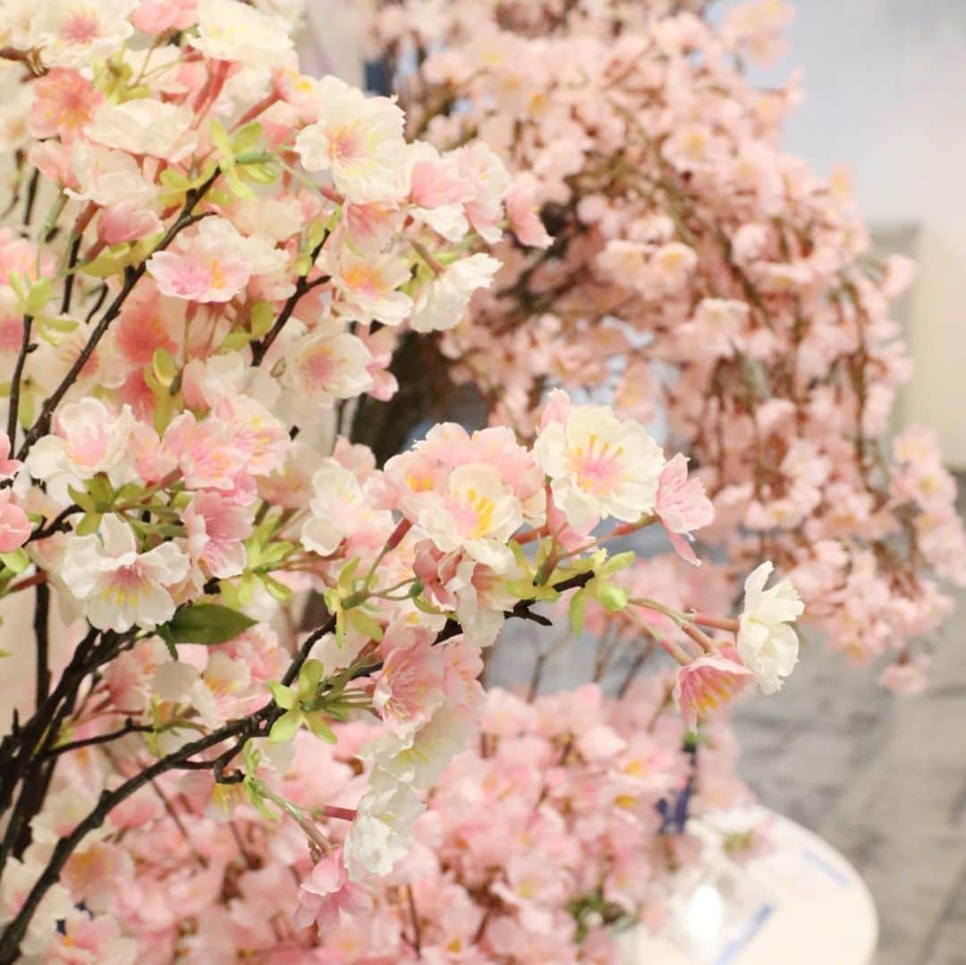 横浜ディスプレイミュージアムさんのインスタグラム写真 - (横浜ディスプレイミュージアムInstagram)「🌸横浜ディスプレイミュージアム2021Spring 特集🌸  「日本一早いお花見、しませんか？」  横浜ディスプレイミュージアムでは、どこよりも早くアーティフィシャルフラワーの桜をお手に取っていただけます🌟 大ぶりなアレンジにおすすめの枝物もお取り扱いしております。  春シーズンに向けて在庫もたっぷりとご用意しておりますよ♪ ひと足もふた足も早いですが、ぜひこの機会にお試しください！  #横浜ディスプレイミュージアム #株式会社ポピー #横浜 #ディスプレイ#アーティフィシャルフラワー #フラワーアレンジメント #フラワーデザイン #インテリア雑貨 #インテリア#インテリアコーディネート#スタイリスト#装飾#デコレーション#花のある暮らし #花好きな人と繋がりたい #コサージュ  #桜 #cherryblossom #display #yokohama  #flowerarrangement #interiordesign #artficialflower #flowerstagram」12月2日 20時02分 - yokohamadisplaymuseum