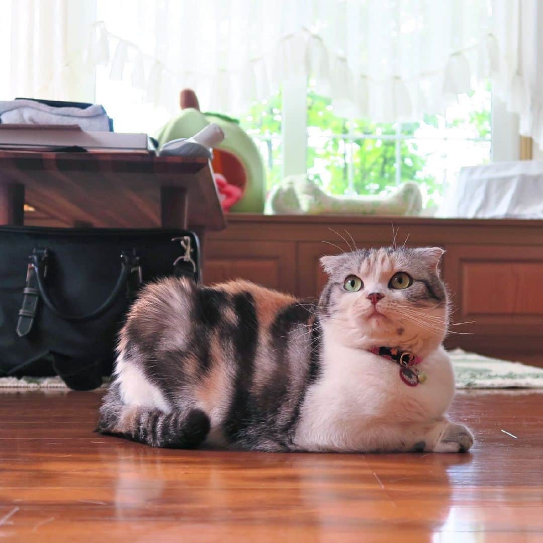 takegaeruのインスタグラム：「何気ない一枚 いいなぁ😺  #cat #scottishfold #猫 #スコティッシュフォールド #三毛スコ友の会」