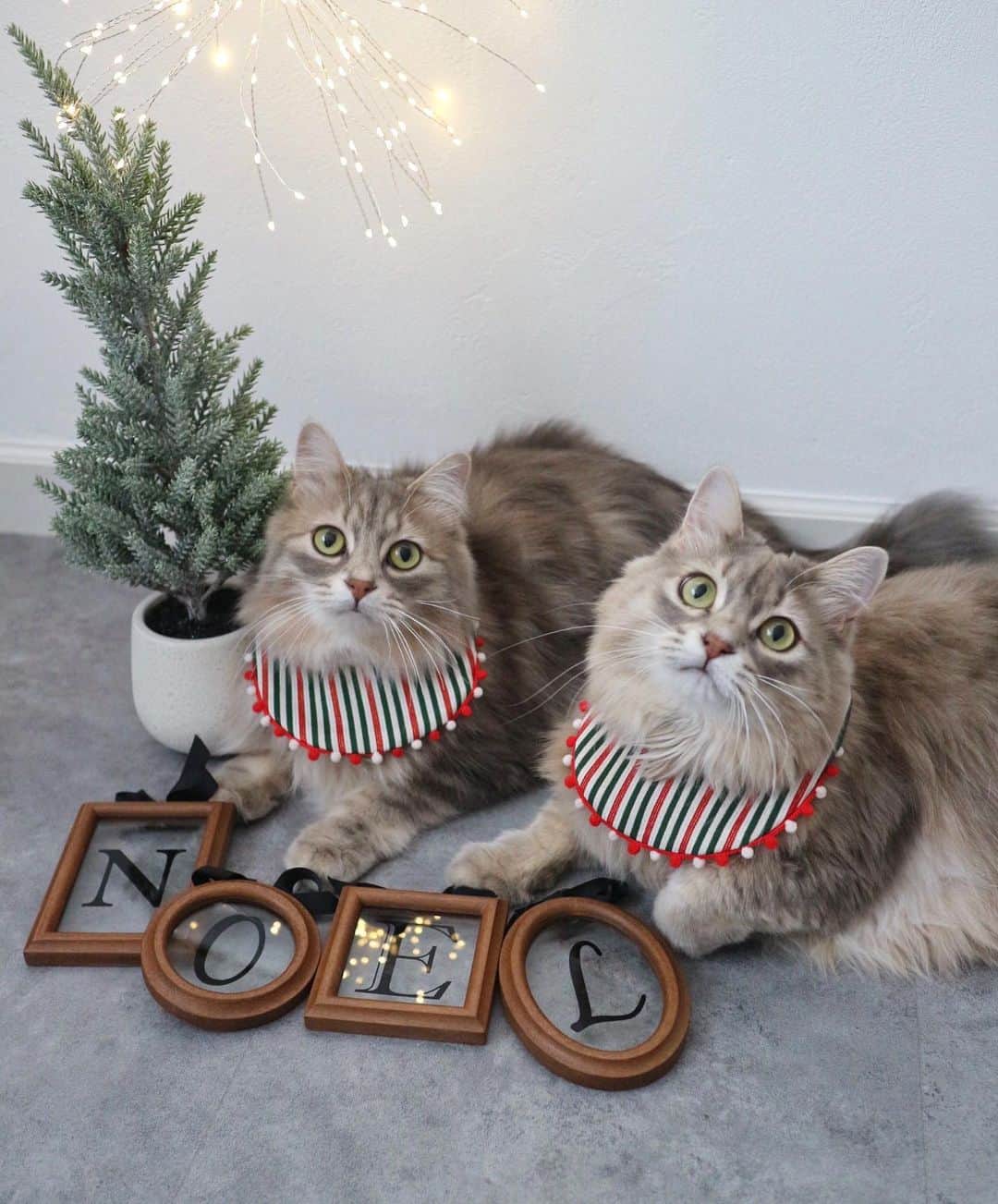 nocoaのインスタグラム：「． 今年はクリスマスツリー飾らないんだってよ。 ．  #ロイサラ成長記録  #nocoacat  #オルネコ  #オルネドフォイユ」