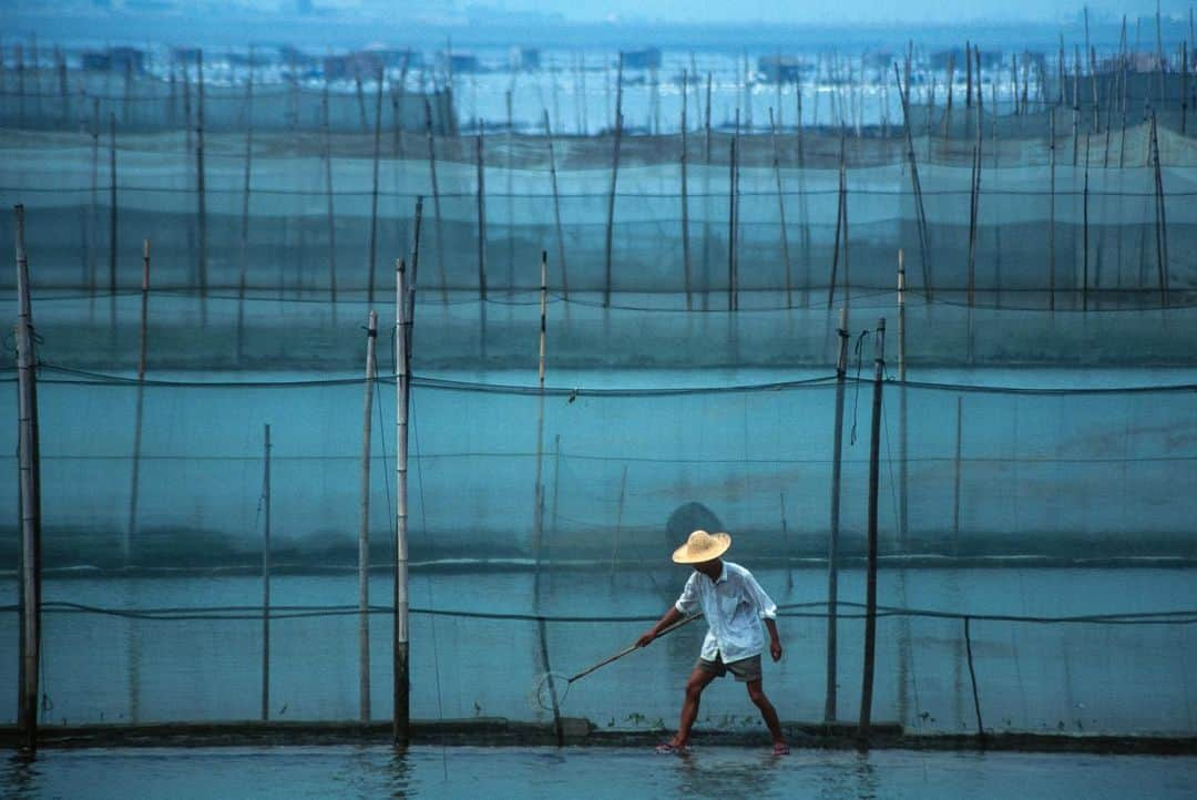 Michael Yamashitaさんのインスタグラム写真 - (Michael YamashitaInstagram)「Aquaculture: Some of China's largest fish farms, along with oyster and shellfish beds, can be found in the shallow seas, mudflats and bays near Xiamen. Marco Polo, in the 13th century, was the first to describe the practice of aquaculture to the west. He encountered the cultivation of fish in lakes, ponds and other enclosures during his travels in China. The Chinese are the originators of the practice, utilizing fish cultivation techniques as far back as 2000 BC. Today China, with one-fifth of the world's population, accounts for two-thirds of the world's aquaculture production, making the country the global leader. #aquaculture #fishfarm #oysterfarm #shellfishfarm」12月3日 7時29分 - yamashitaphoto