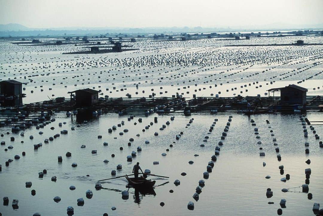 Michael Yamashitaさんのインスタグラム写真 - (Michael YamashitaInstagram)「Aquaculture: Some of China's largest fish farms, along with oyster and shellfish beds, can be found in the shallow seas, mudflats and bays near Xiamen. Marco Polo, in the 13th century, was the first to describe the practice of aquaculture to the west. He encountered the cultivation of fish in lakes, ponds and other enclosures during his travels in China. The Chinese are the originators of the practice, utilizing fish cultivation techniques as far back as 2000 BC. Today China, with one-fifth of the world's population, accounts for two-thirds of the world's aquaculture production, making the country the global leader. #aquaculture #fishfarm #oysterfarm #shellfishfarm」12月3日 7時29分 - yamashitaphoto