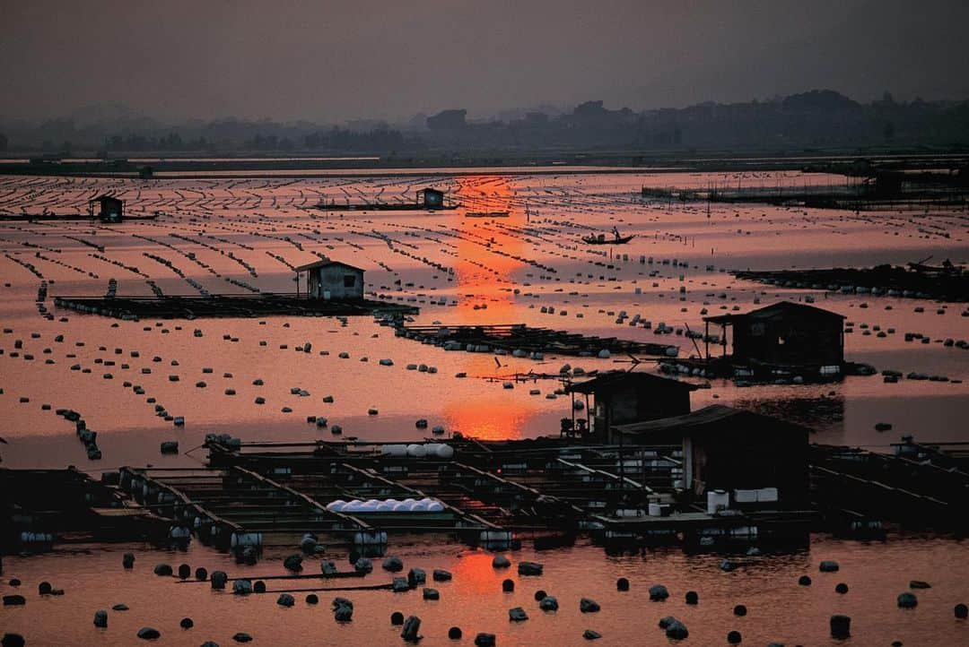 Michael Yamashitaさんのインスタグラム写真 - (Michael YamashitaInstagram)「Aquaculture: Some of China's largest fish farms, along with oyster and shellfish beds, can be found in the shallow seas, mudflats and bays near Xiamen. Marco Polo, in the 13th century, was the first to describe the practice of aquaculture to the west. He encountered the cultivation of fish in lakes, ponds and other enclosures during his travels in China. The Chinese are the originators of the practice, utilizing fish cultivation techniques as far back as 2000 BC. Today China, with one-fifth of the world's population, accounts for two-thirds of the world's aquaculture production, making the country the global leader. #aquaculture #fishfarm #oysterfarm #shellfishfarm」12月3日 7時29分 - yamashitaphoto