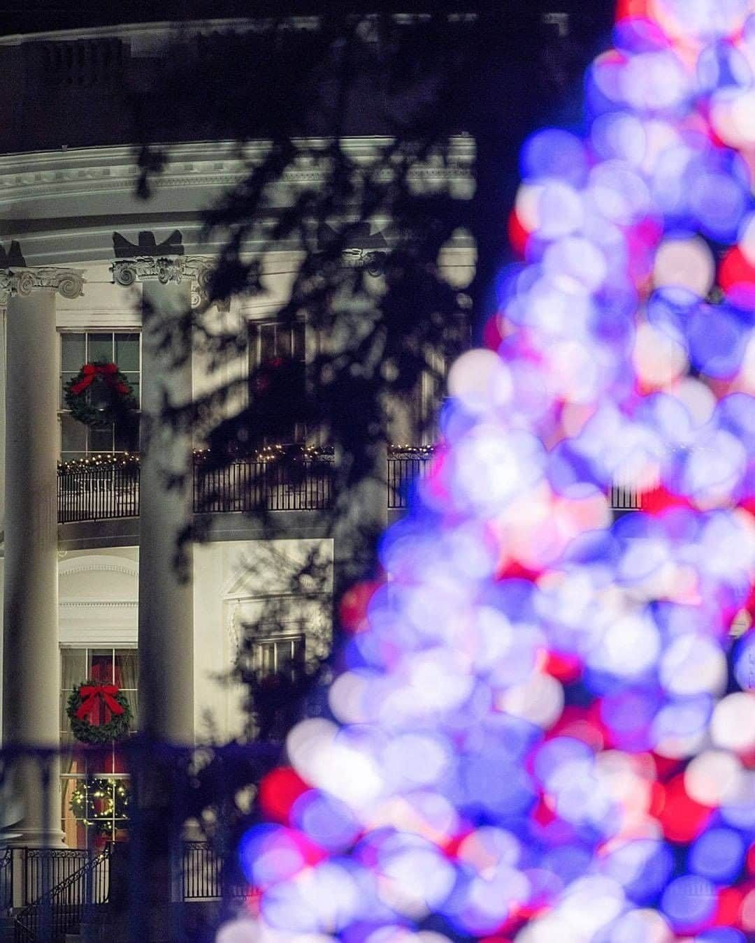 Primer Impactoさんのインスタグラム写真 - (Primer ImpactoInstagram)「🎄 Ya está encendido el tradicional árbol de #Navidad cerca de la Casa Blanca.  Este año, debido a la pandemia, no hubo una ceremonia pública.  El evento privado se realizó el 30 de noviembre y fue encabezado por el presidente Donald Trump y su familia, el cual fue grabado y cuyo video se podrá ver en la web thenationaltree.org a partir del 3 de diciembre desde las 5pm ET.  📸: Tasos Katopodis/Getty Images y Michael Reynolds/ EFE/EPA.」12月3日 6時33分 - primerimpacto